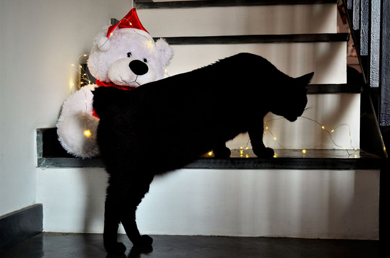 Необычные хвосты японских кошек — результат генной мутации