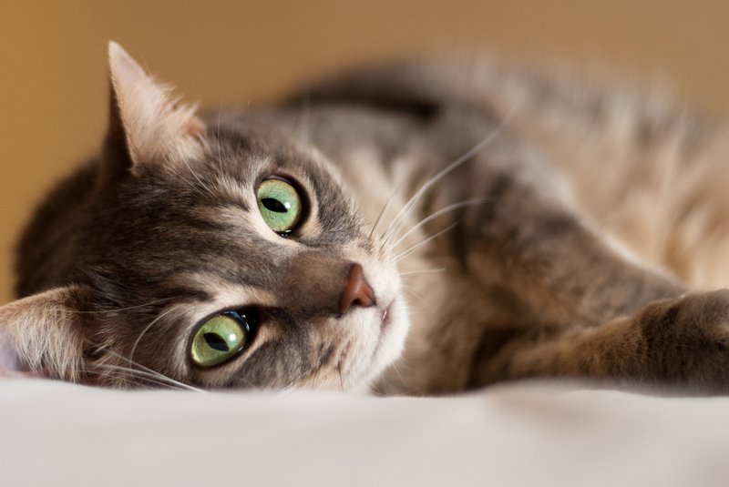 Симптом эклампсии у кошки – невозможность встать