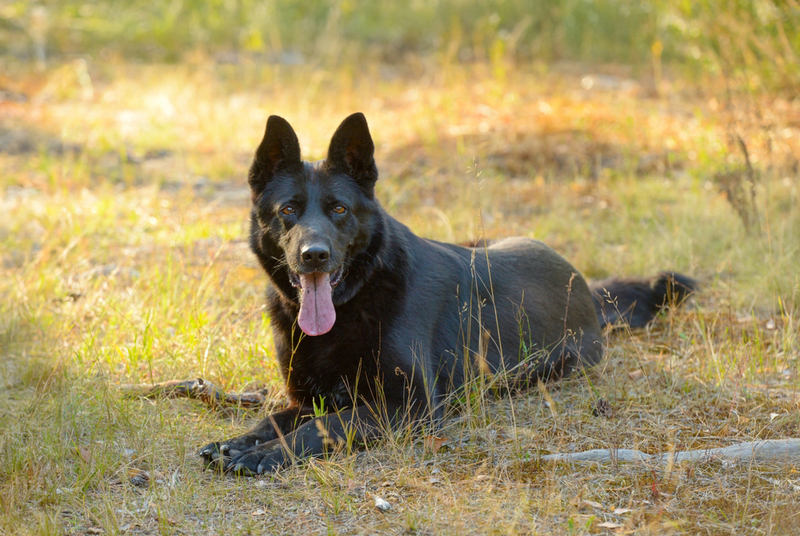 Короткошерстная овчарка