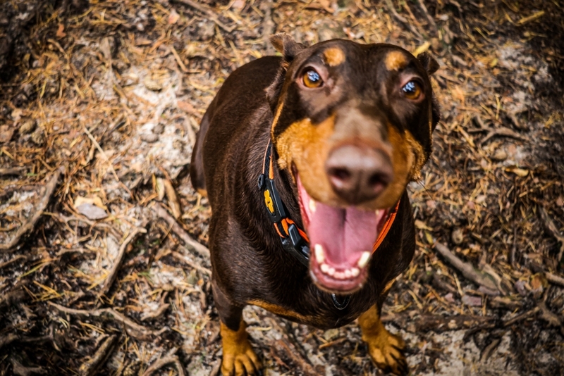 Действительно ли доберманы злые?