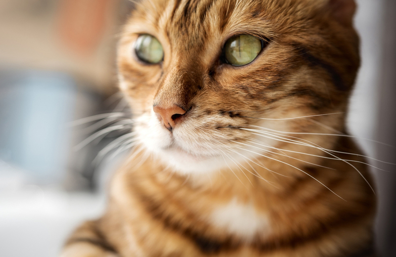 Бывает ли аллергия на бенгальскую кошку?