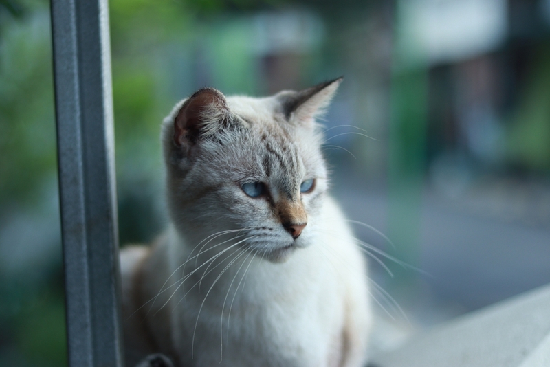 Охос азулес – редкая голубоглазая кошка