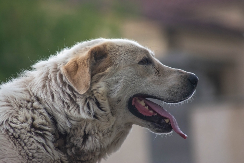 Алабаи – это молоссы