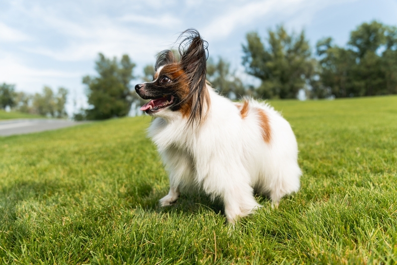 Болезни влияют на то, сколько проживет папильон