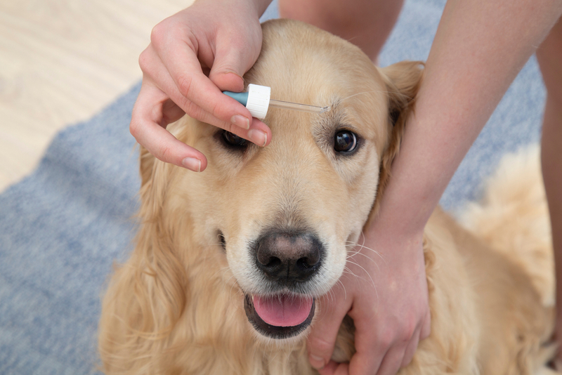 При блефарите собакам назначают капли