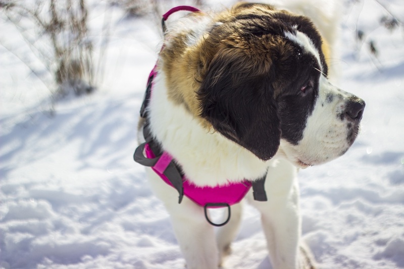 Стресс может влиять на то, сколько весит сенбернар