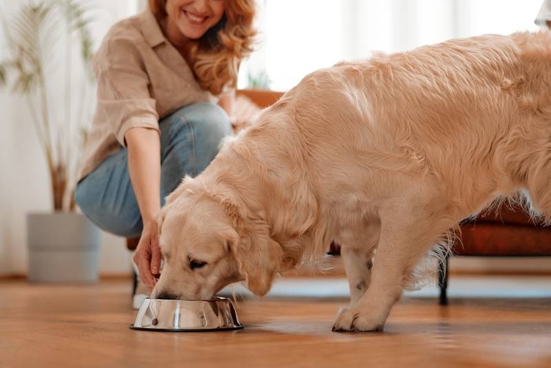 Пурина ветеринарная диета для собак при ожирении