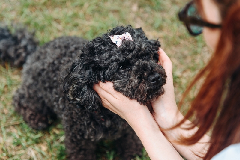 Как исключить появление аллергии на пуделя?