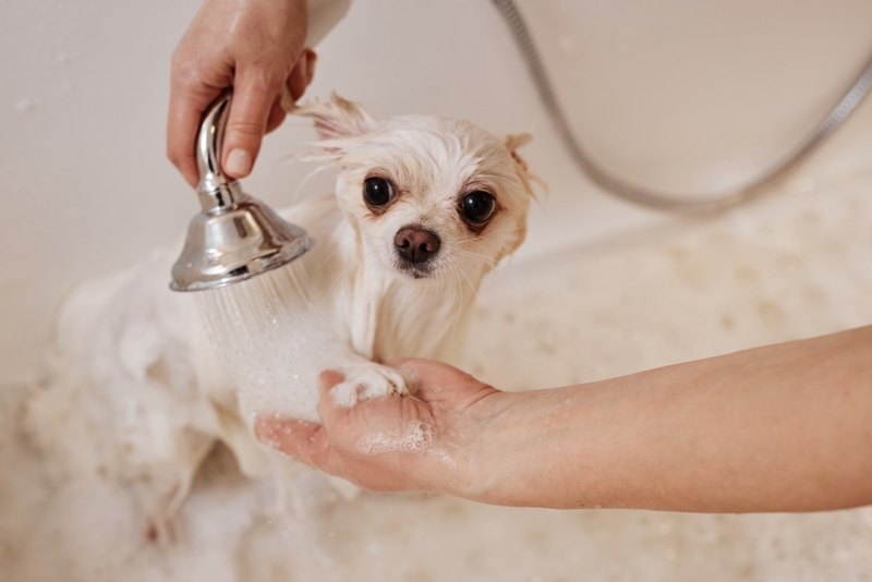 Белого померанского шпица моют