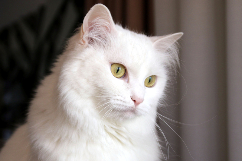 Гигиена влияет на то, сколько проживет турецкая ангора