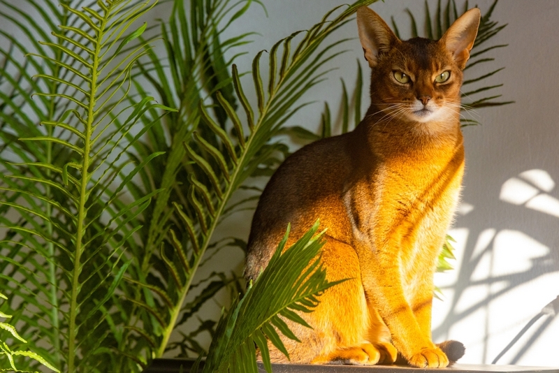 Вес абиссинской кошки увеличивается примерно до 1,5 лет