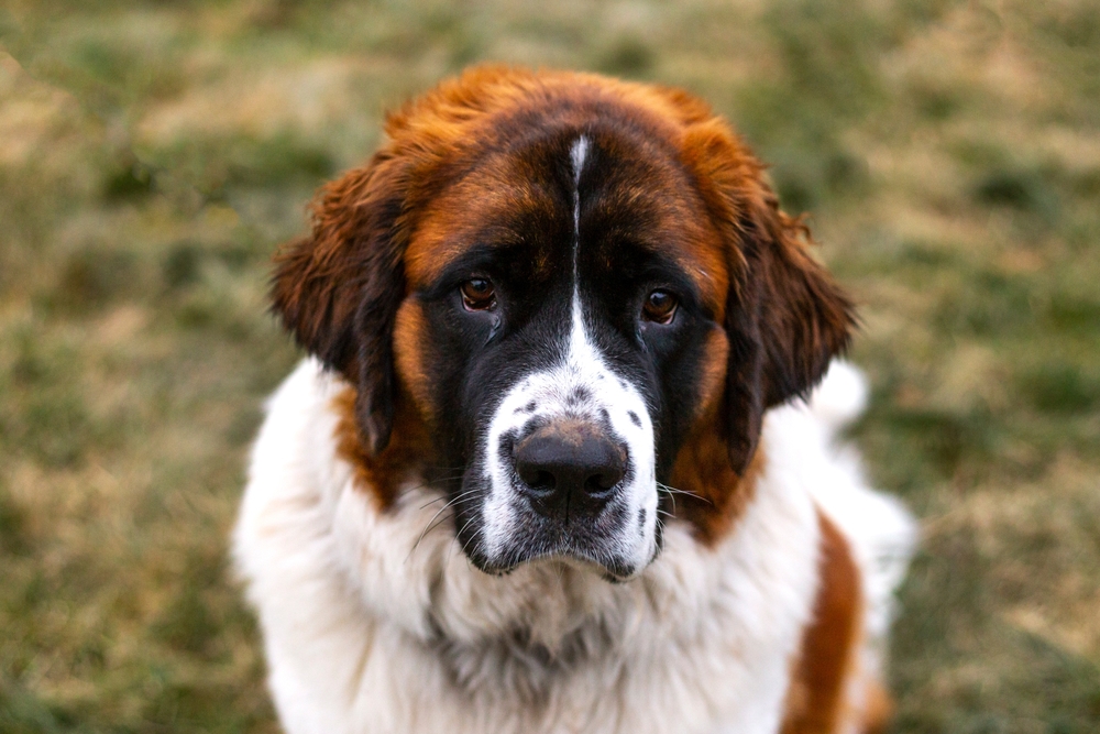 У собак породы сенбернар прибылые пальцы – норма