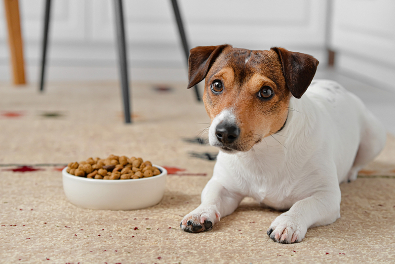 Средний возраст появления пищевой аллергии у собаки — 2-3 года