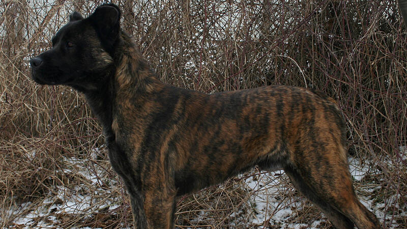 Азорская собака относится к группе молоссов