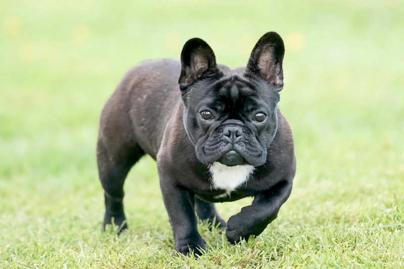 Важно контролировать, сколько весит французский бульдог, по мере взросления