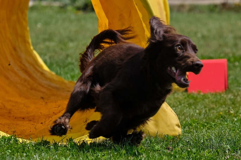 График течки у спаниеля может сбиваться
