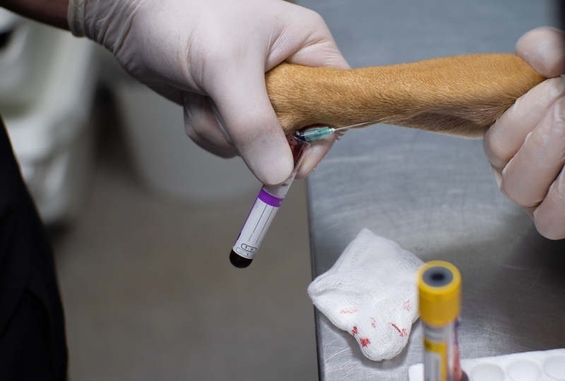 Анализ крови – один из методов диагностики болезни Кушинга у собак