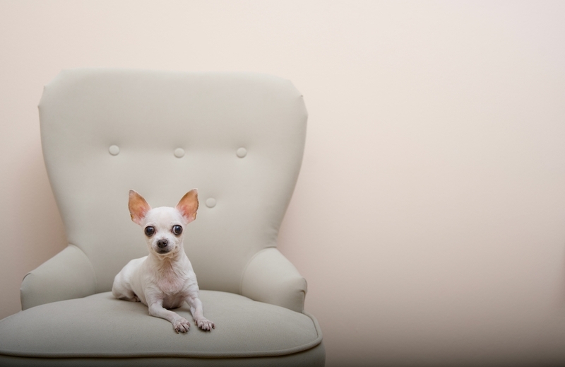 Какова история белых чихуахуа?