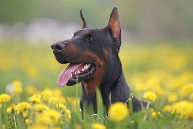 Владельцу важно знать, сколько длится беременность у добермана