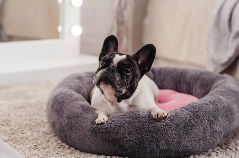 Какова история белых бульдогов?