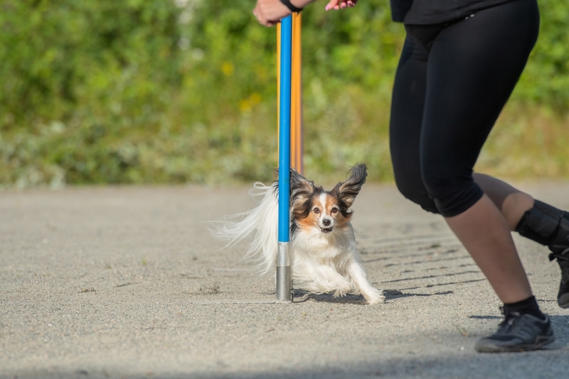 Собака с проводником на соревновании по обидиенс