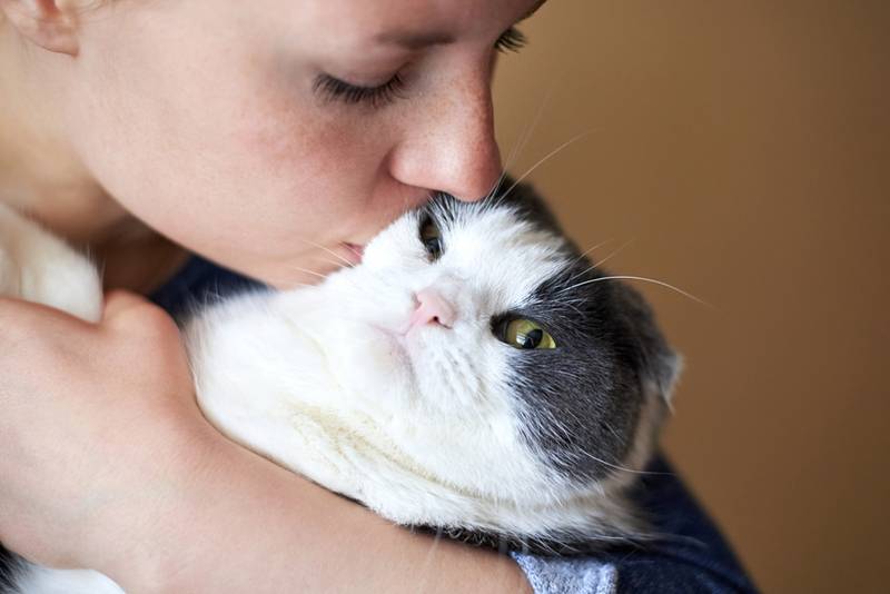 Можно ли целовать кошек в морду? блог компании Zoki