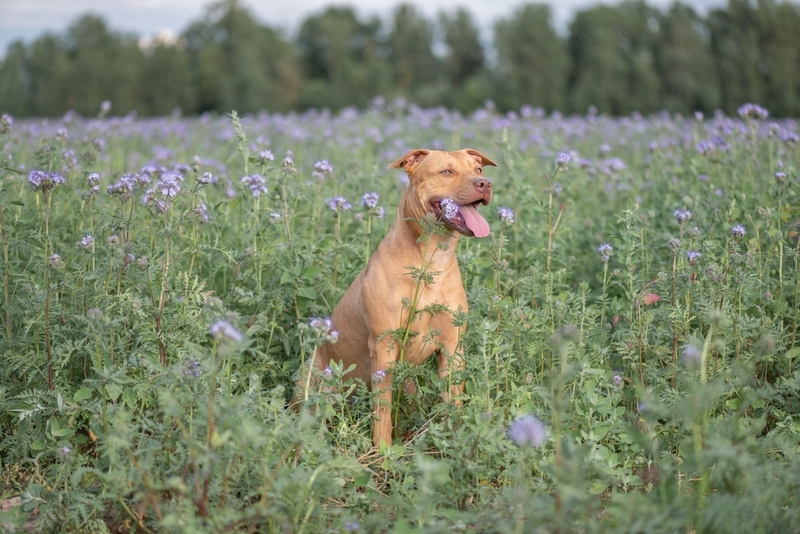 Это не злой, а добрый питбультерьер