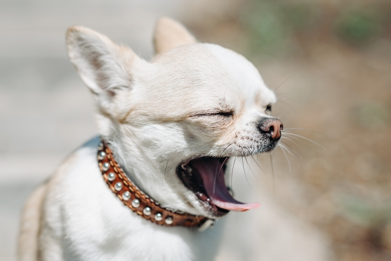 Белая чихуахуа зевает