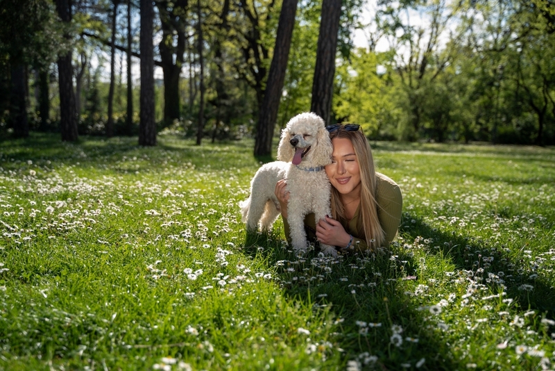 Течка у той-пуделя проходит в несколько этапов