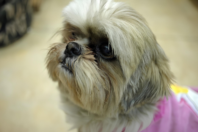 Ши-тцу – вислоухая собака