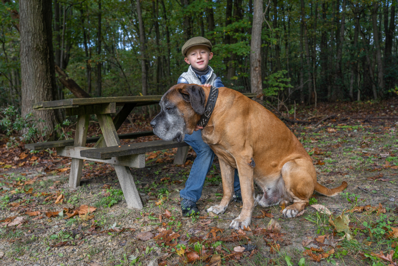 Болезнь может влиять на то, сколько весит английский мастиф