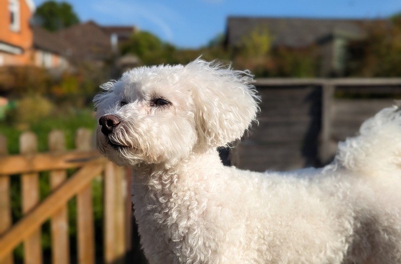 Для бишонов фризе характерны кожные болезни