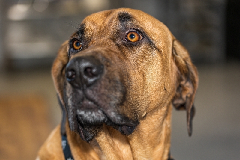 Собака породы мастиф