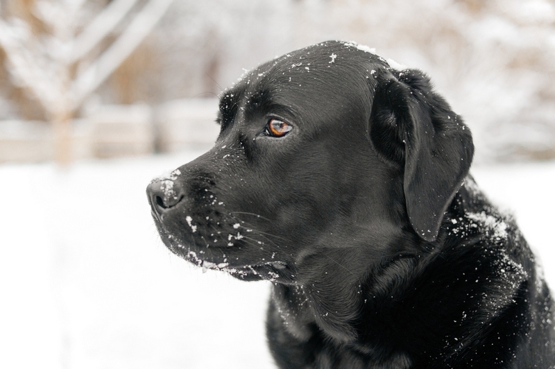 Незапланированная вязка – неприятное последствие течки у лабрадора