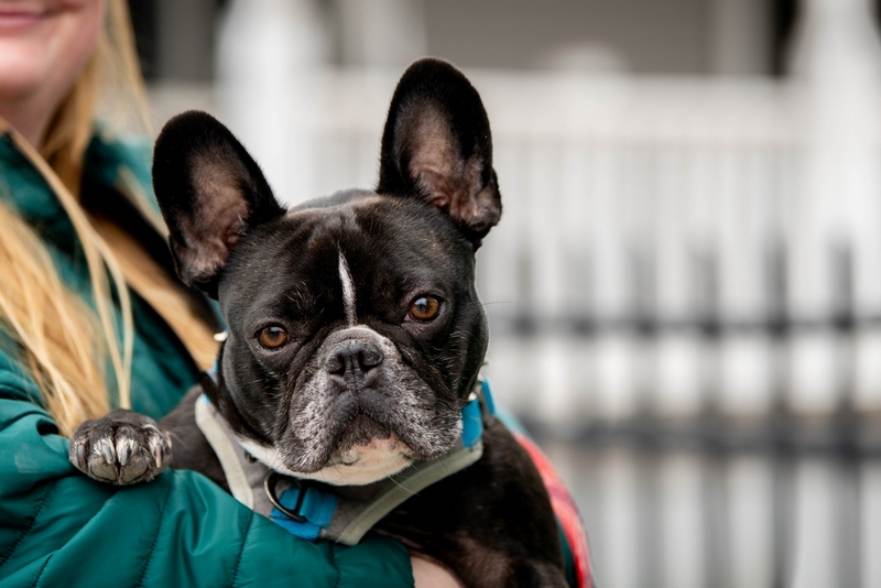 С помощью УЗИ можно определить срок беременности французского бульдога