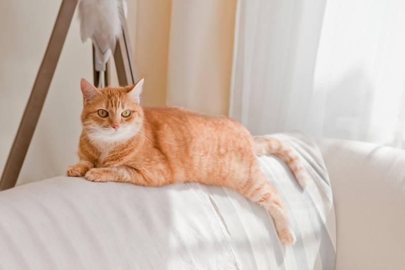 Имя и кличка для рыжего кота: как назвать котенка мальчика и девочку рыжего  цвета - Petstory