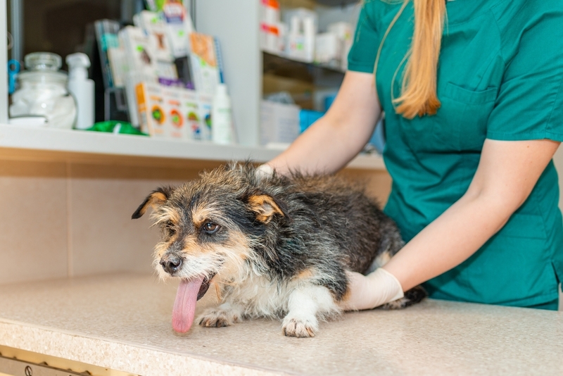 Собаке с болезнью Лайма назначат анализы