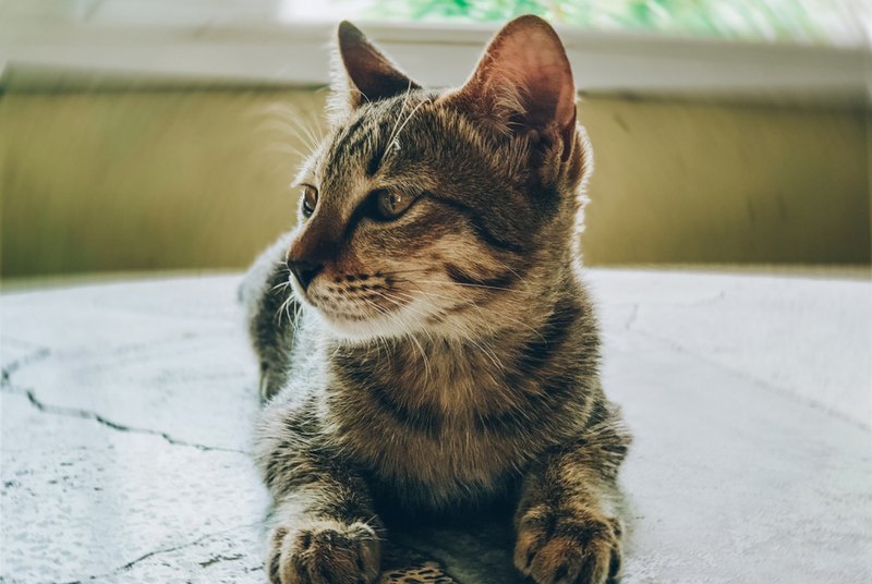 Как извиниться перед обиженной кошкой?