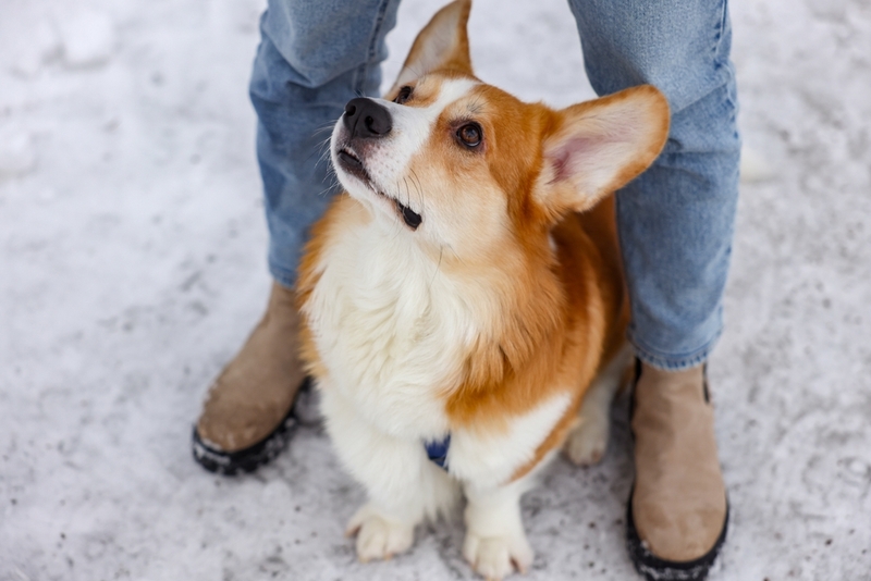 Принадлежность к пастушьей породе – причина, почему собака лает