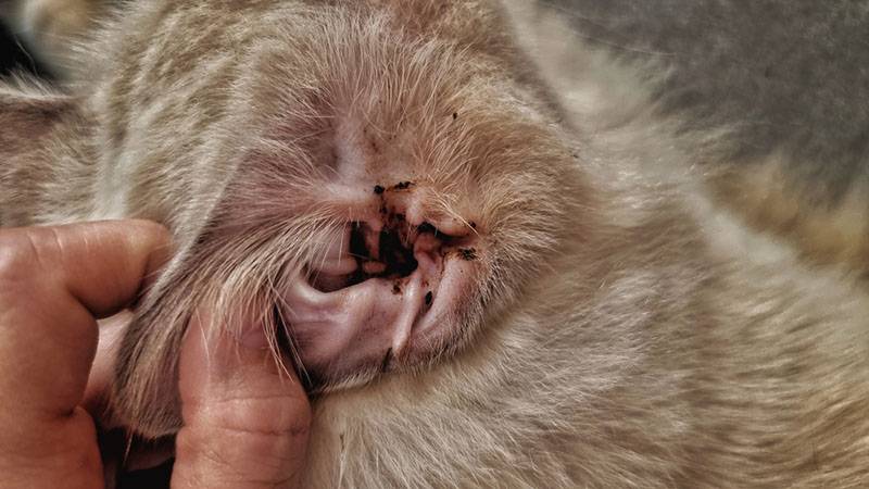 Ушной клещ у кошек: как выглядит отодектоз на фото, чем лечить, препараты