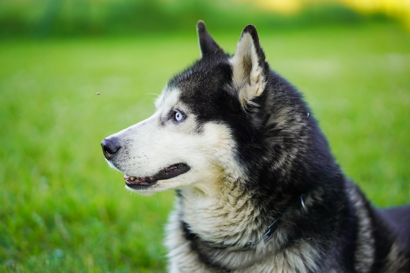 Заболеть дирофиляриозом собака может после укуса комара