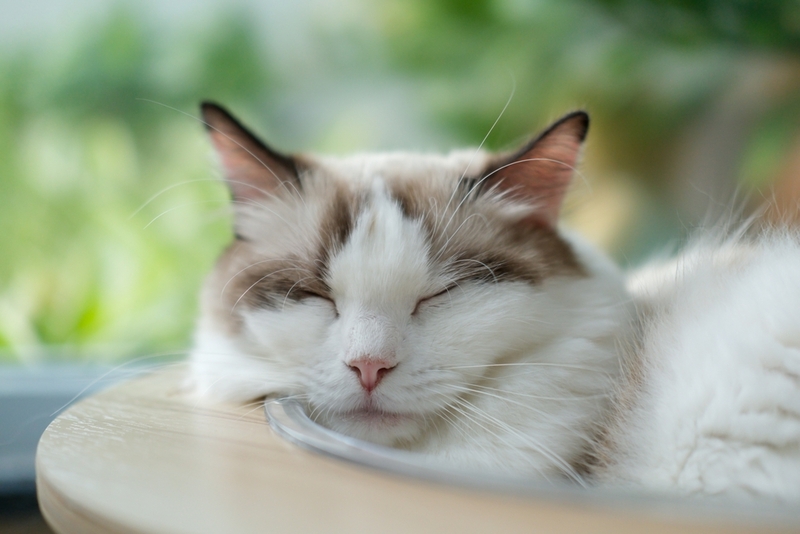 Вес рэгдолла растет по месяцам