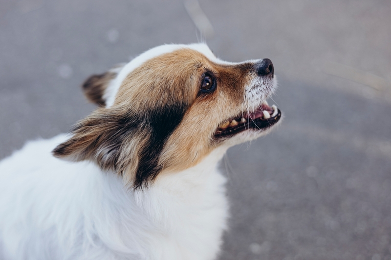 Чем обусловлена аллергичность чихуахуа?