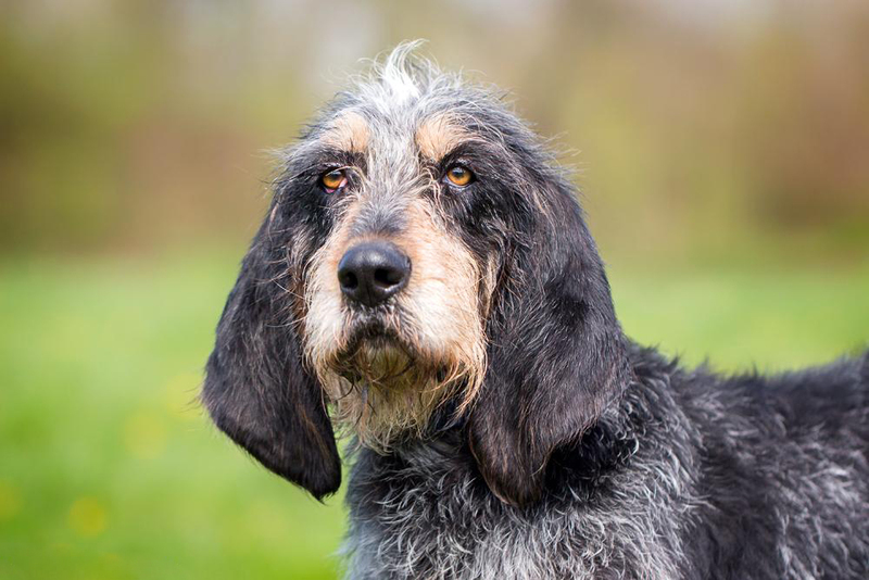 Гриффон – собака с пятнами