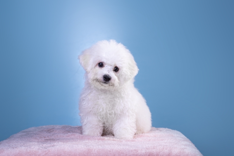 Как исключить риск появления аллергии на бишона фризе?