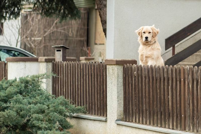 Как отучить маленького щенка скулить и лаять в одиночестве?