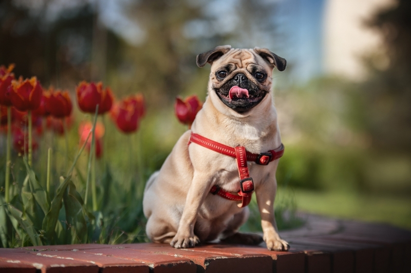 Во время течки поведение мопса меняется