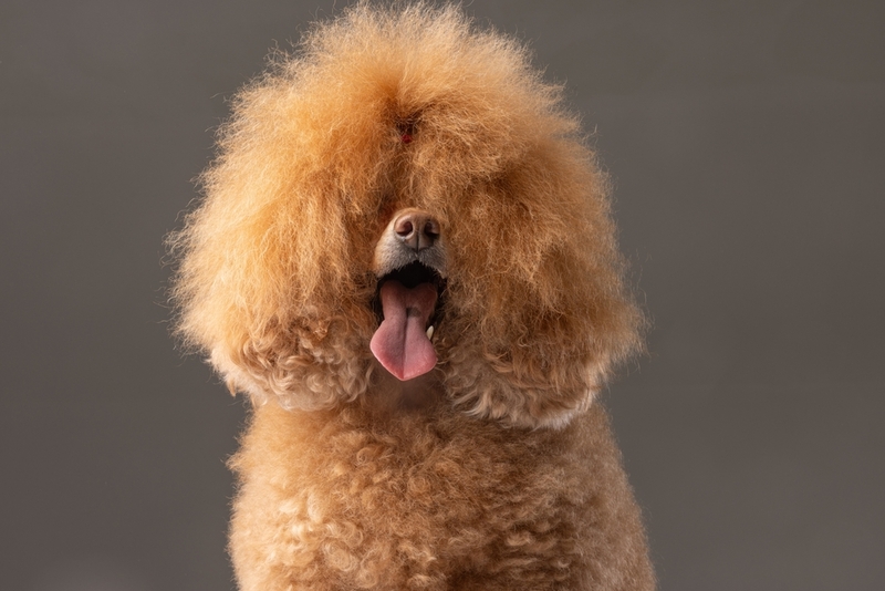 Красивый коричневый пудель