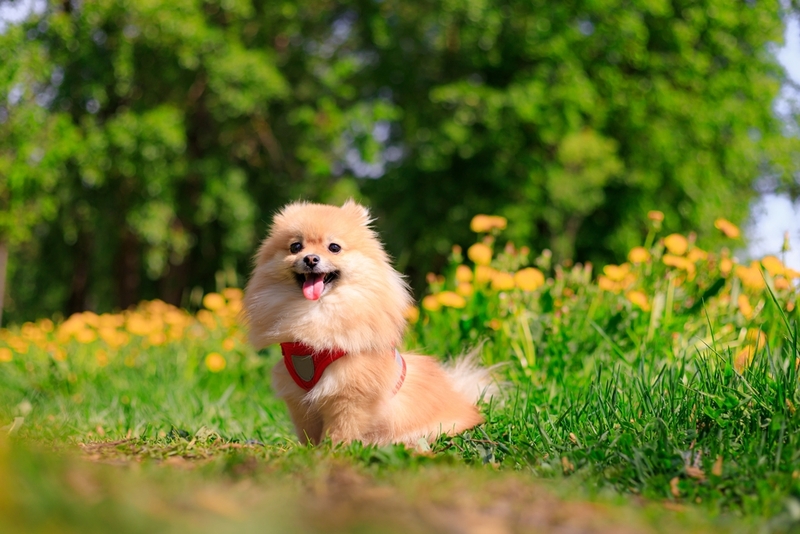 Рыжий окрас шпицев связан с генами