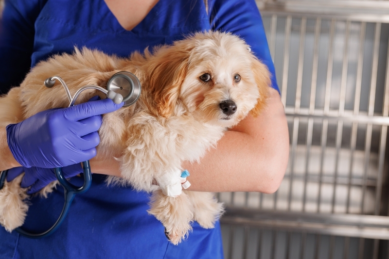 Синдром Воблера представляет опасность для собаки